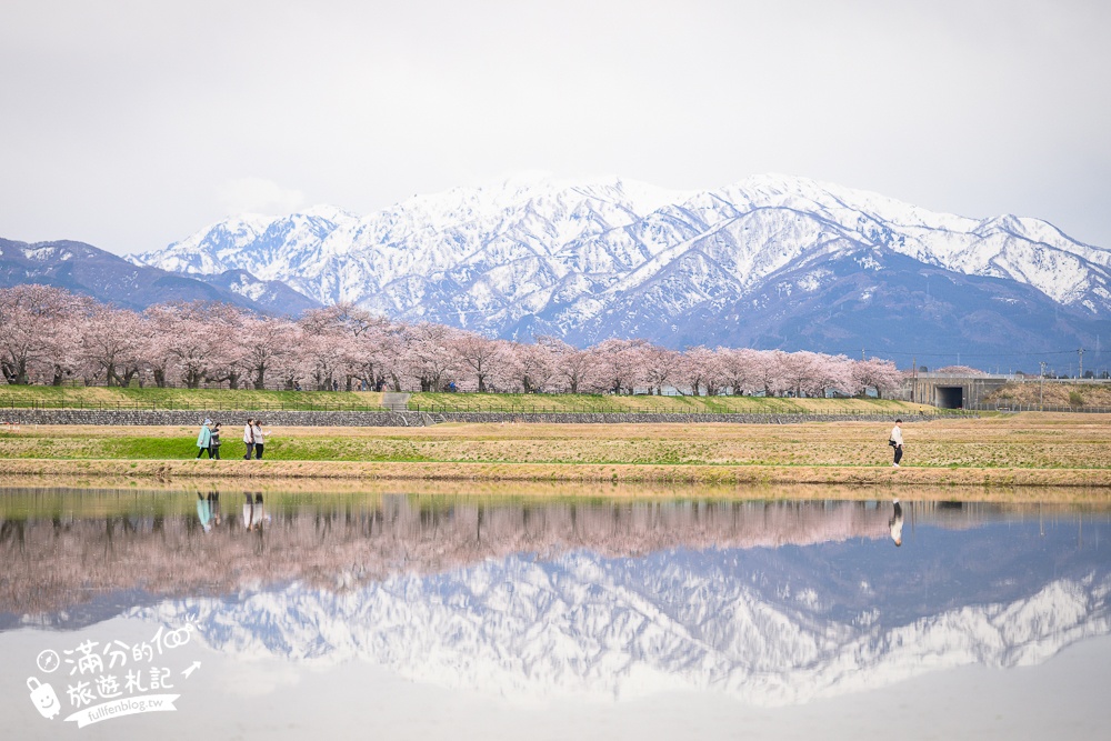 期間限定！朝日町「春の四重奏」交通教學,一次收集四種春色，帶你拍出夢幻美景大片!