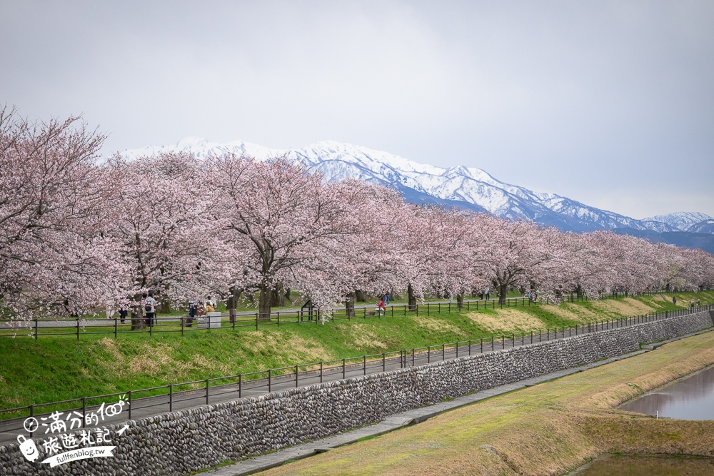 期間限定！朝日町「春の四重奏」交通教學,一次收集四種春色，帶你拍出夢幻美景大片!
