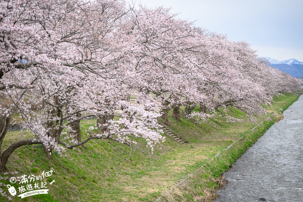 期間限定！朝日町「春の四重奏」交通教學,一次收集四種春色，帶你拍出夢幻美景大片!