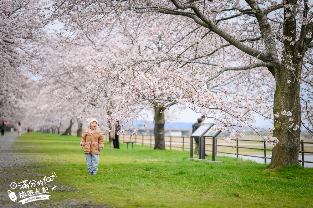 期間限定！朝日町「春の四重奏」交通教學,一次收集四種春色，帶你拍出夢幻美景大片!
