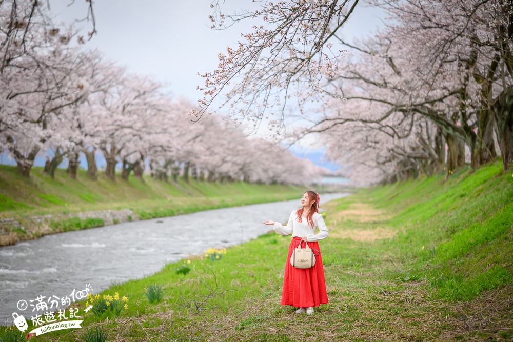 期間限定！朝日町「春の四重奏」交通教學,一次收集四種春色，帶你拍出夢幻美景大片!