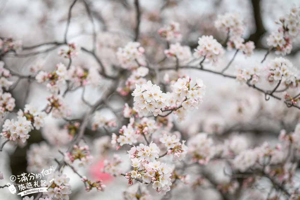期間限定！朝日町「春の四重奏」交通教學,一次收集四種春色，帶你拍出夢幻美景大片!