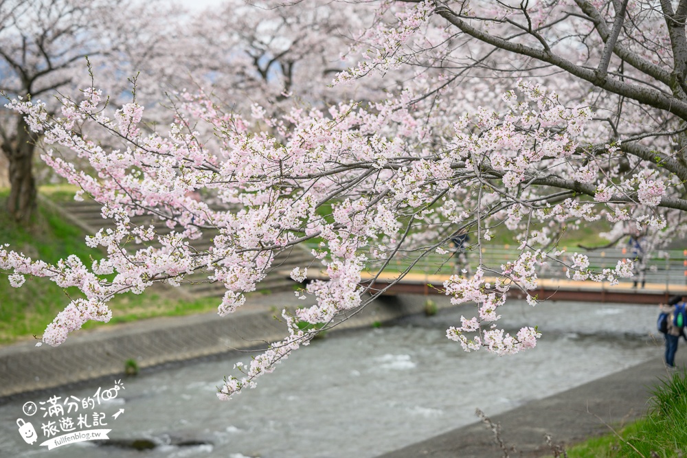期間限定！朝日町「春の四重奏」交通教學,一次收集四種春色，帶你拍出夢幻美景大片!