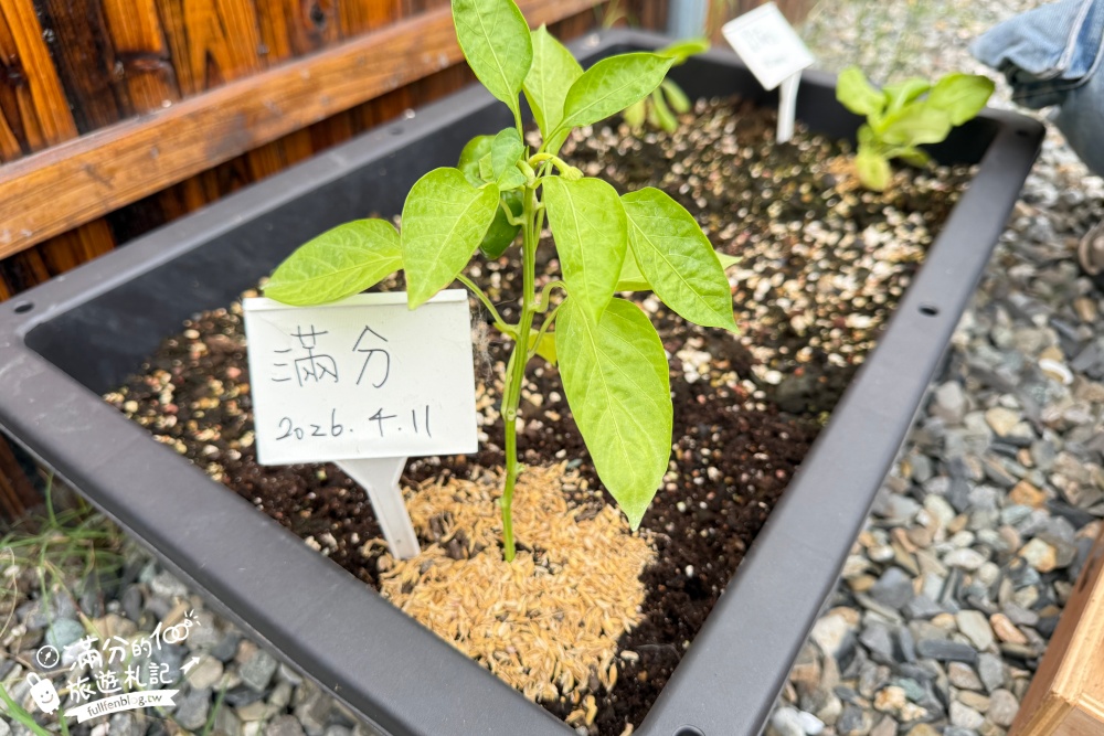 宜蘭【遛遛三星】全台唯一白狐狸主題農場,與白狐狸＆赤狐互動.還能玩鹿角蕨手作.當小小農夫和爬蟲偵查員,太好玩啦!