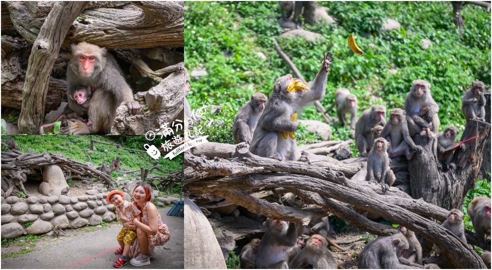 台中【郭叔叔獼猴生態園區】近距離看野生獼猴超特別！全台最溫馴的猴群,還會照鏡子.吊單槓.跳水給你看!
