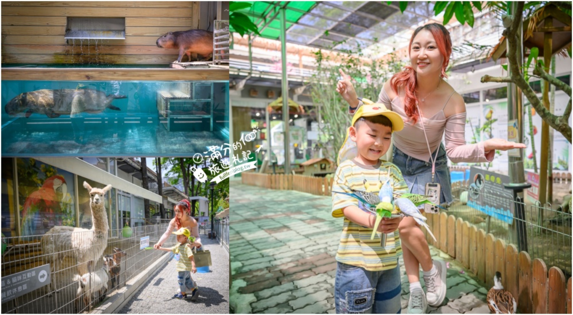 高雄【天使&惡魔寵物互動園區】全新市區裡的萌寵動物園.可以看水豚游泳.還能與鸚鵡.狐獴餵食互動! @滿分的旅遊札記
