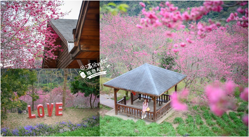 【2026沐心泉休閒農場繡球花季】最新門票資訊＆賞花攻略,新社最美繡球小山谷.繡球花＆金針花雙色齊開超夢幻!