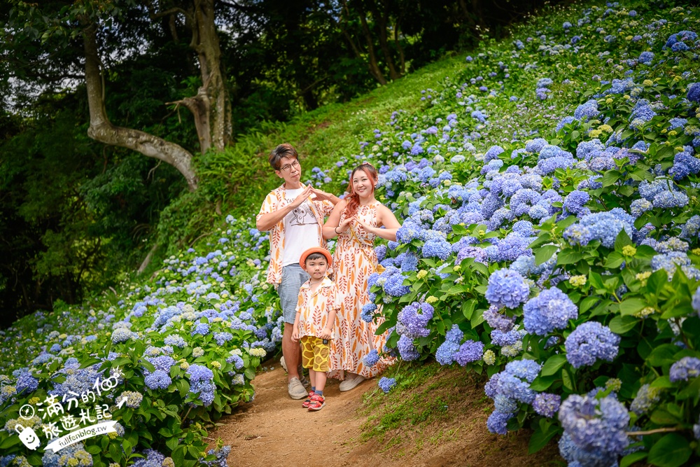 【2026沐心泉休閒農場繡球花季】最新門票資訊＆賞花攻略,新社最美繡球小山谷.繡球花＆金針花雙色齊開超夢幻!