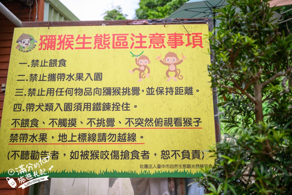 台中【郭叔叔獼猴生態園區】近距離看野生獼猴超特別！全台最溫馴的猴群,還會照鏡子.吊單槓.跳水給你看!