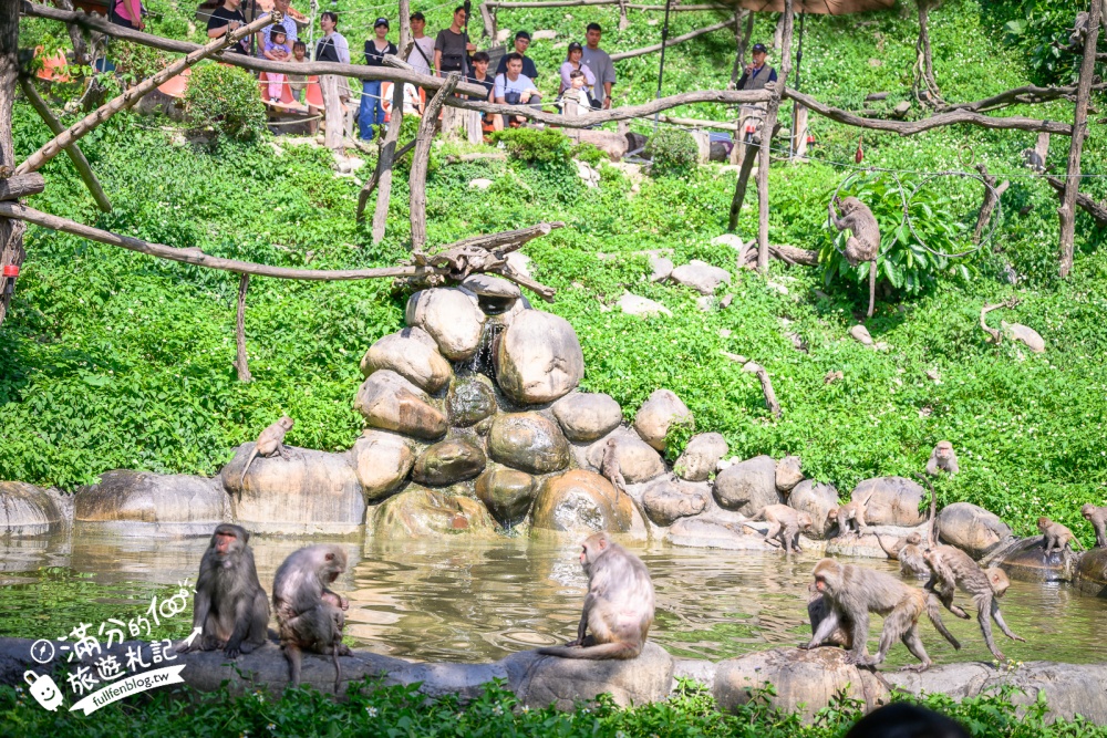 台中【郭叔叔獼猴生態園區】近距離看野生獼猴超特別！全台最溫馴的猴群,還會照鏡子.吊單槓.跳水給你看!