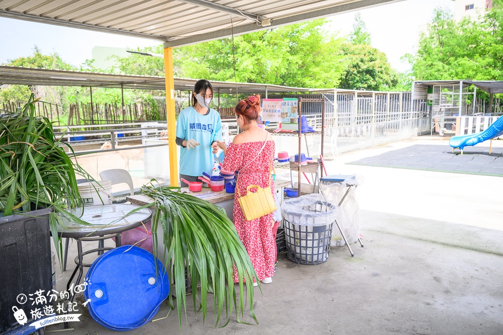 台中【威爾森的農場.親子餐廳】門票只要100元,水豚.狐獴.山羊輕鬆互動,還能玩滑草.射箭和溜滑梯!
