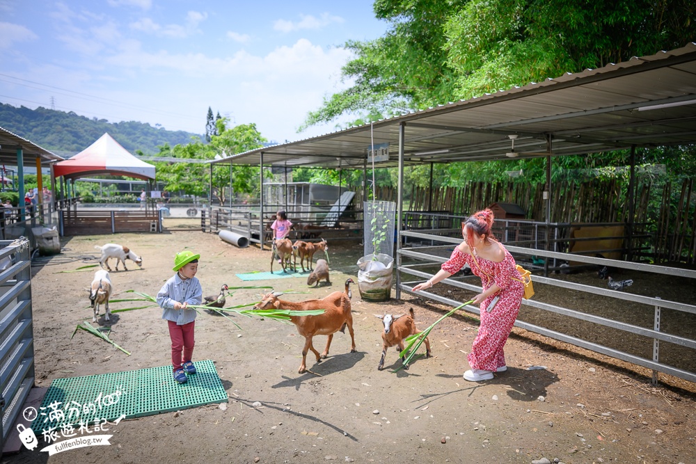 台中【威爾森的農場.親子餐廳】門票只要100元,水豚.狐獴.山羊輕鬆互動,還能玩滑草.射箭和溜滑梯!