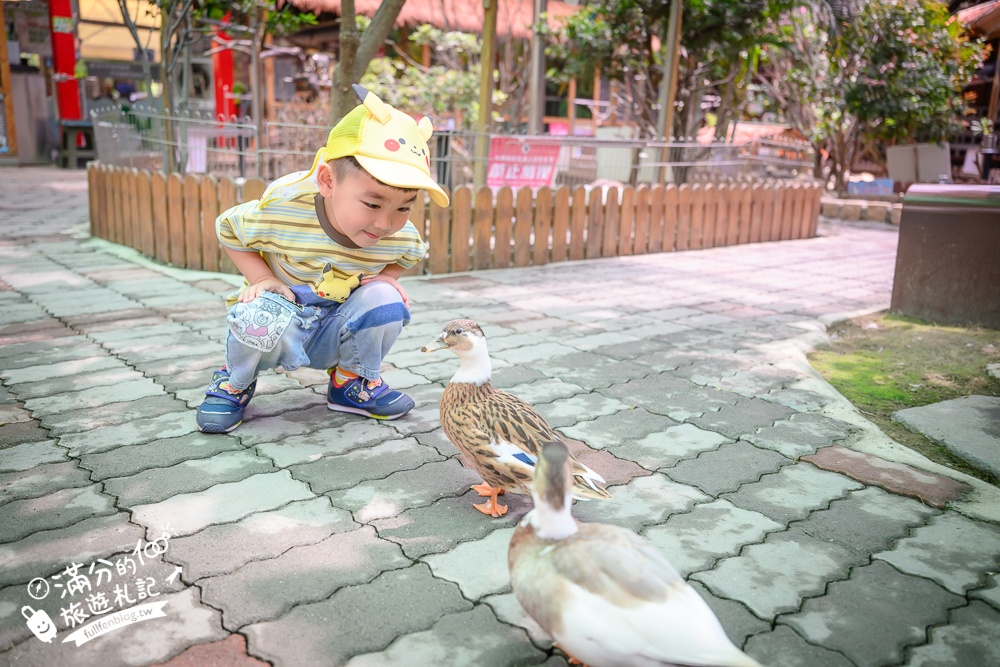 高雄【天使&惡魔寵物互動園區】全新市區裡的萌寵動物園.可以看水豚游泳.還能與鸚鵡.狐獴餵食互動!