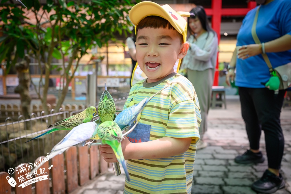高雄【天使&惡魔寵物互動園區】全新市區裡的萌寵動物園.可以看水豚游泳.還能與鸚鵡.狐獴餵食互動!