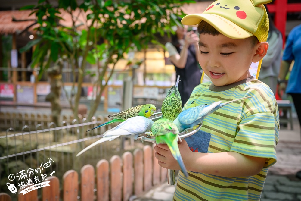高雄【天使&惡魔寵物互動園區】全新市區裡的萌寵動物園.可以看水豚游泳.還能與鸚鵡.狐獴餵食互動!