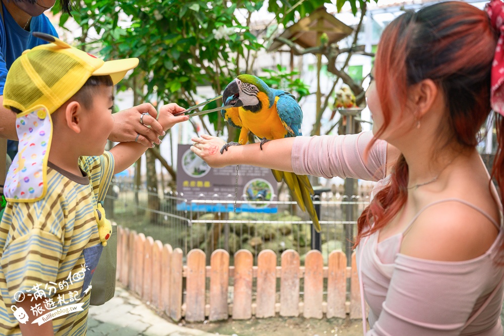高雄【天使&惡魔寵物互動園區】全新市區裡的萌寵動物園.可以看水豚游泳.還能與鸚鵡.狐獴餵食互動!