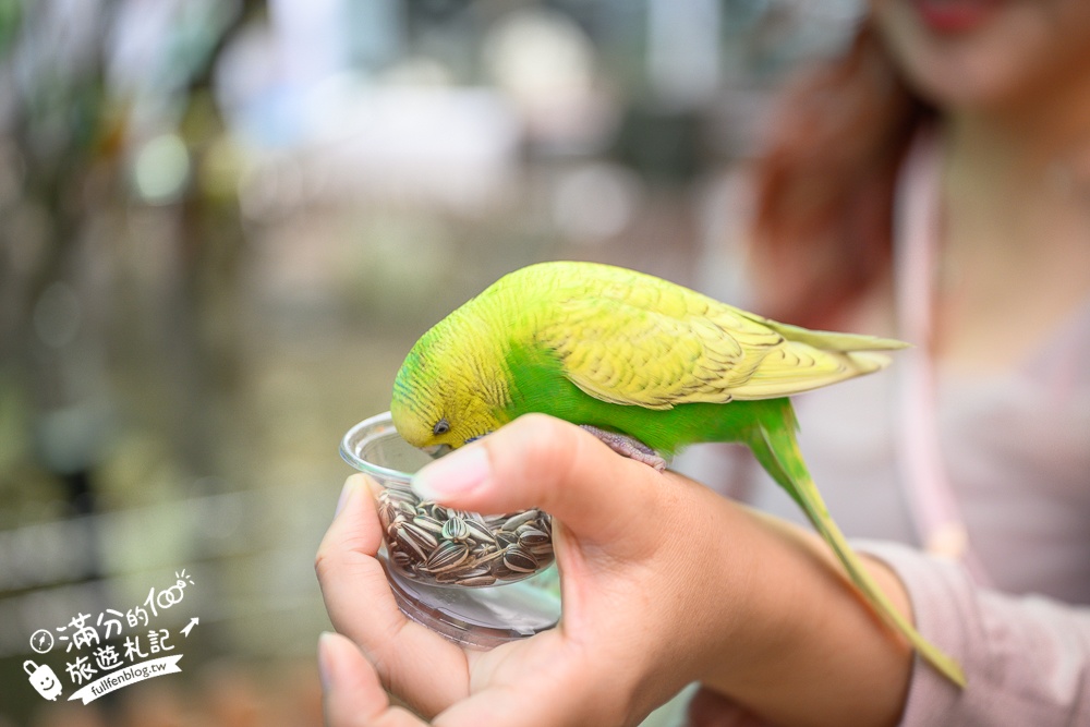 高雄【天使&惡魔寵物互動園區】全新市區裡的萌寵動物園.可以看水豚游泳.還能與鸚鵡.狐獴餵食互動!