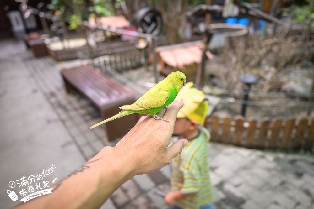 高雄【天使&惡魔寵物互動園區】全新市區裡的萌寵動物園.可以看水豚游泳.還能與鸚鵡.狐獴餵食互動!