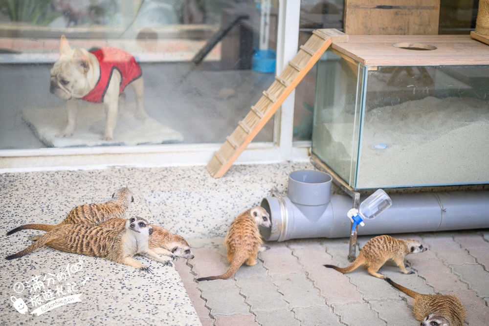 高雄【天使&惡魔寵物互動園區】全新市區裡的萌寵動物園.可以看水豚游泳.還能與鸚鵡.狐獴餵食互動!
