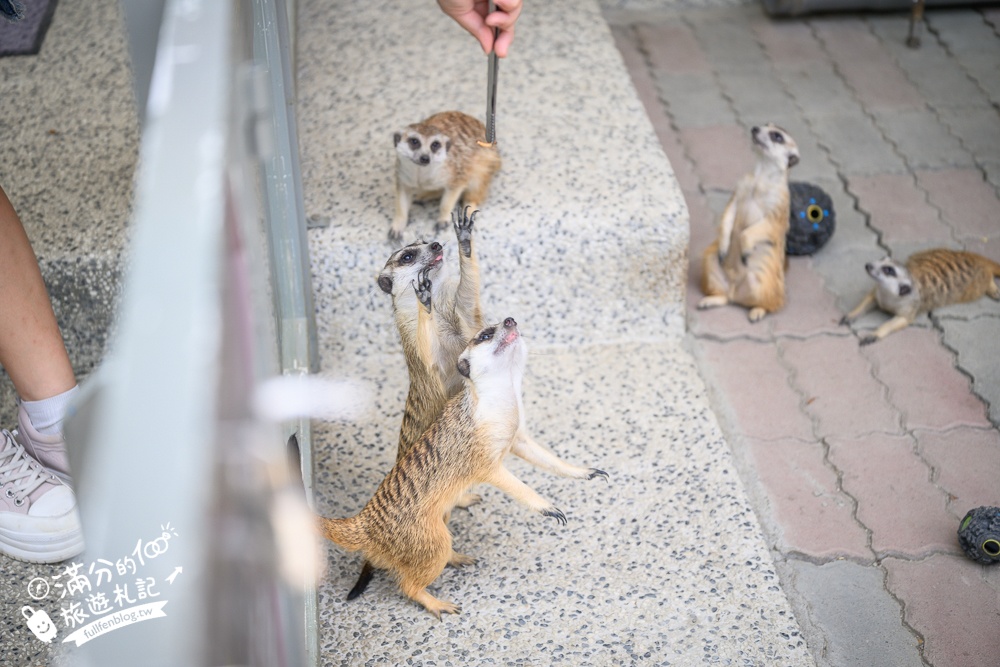 高雄【天使&惡魔寵物互動園區】全新市區裡的萌寵動物園.可以看水豚游泳.還能與鸚鵡.狐獴餵食互動!