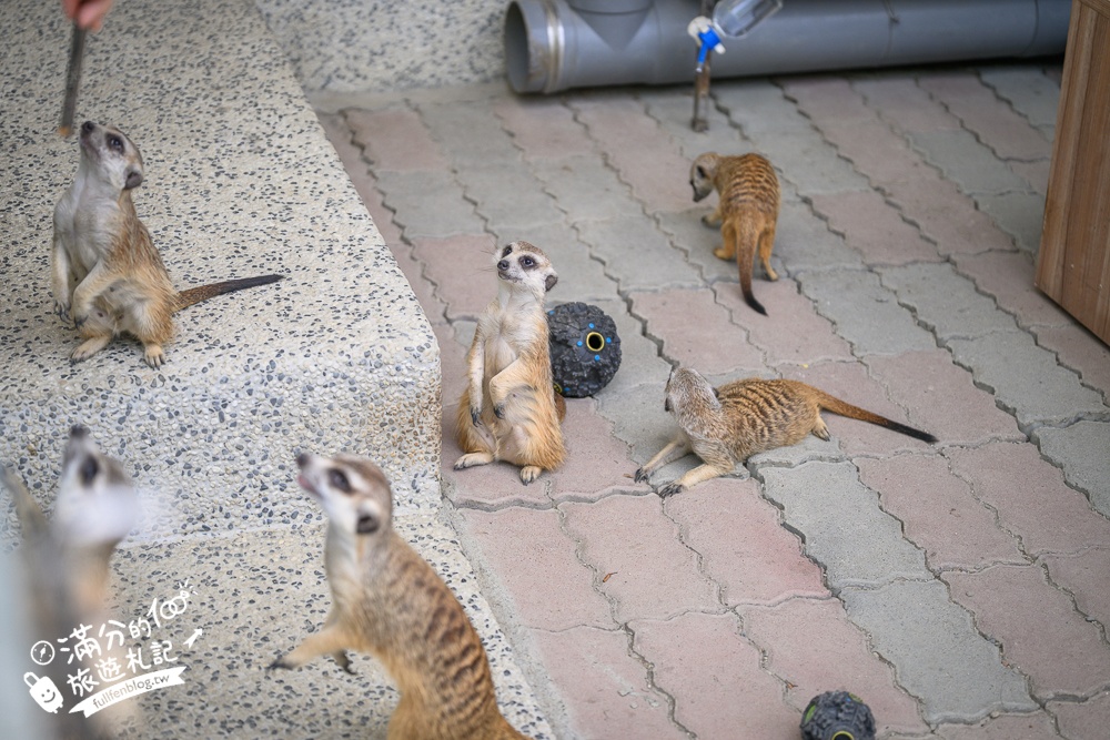 高雄【天使&惡魔寵物互動園區】全新市區裡的萌寵動物園.可以看水豚游泳.還能與鸚鵡.狐獴餵食互動!