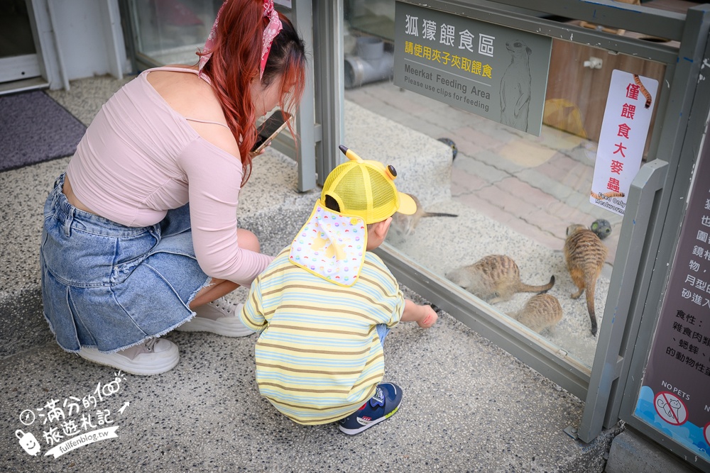 高雄【天使&惡魔寵物互動園區】全新市區裡的萌寵動物園.可以看水豚游泳.還能與鸚鵡.狐獴餵食互動!