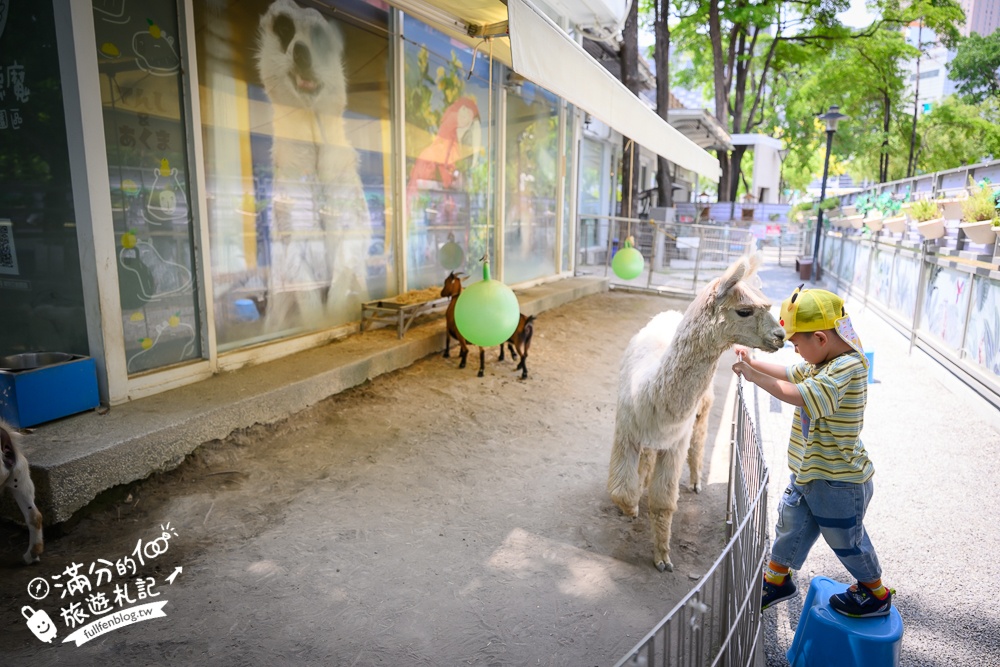 高雄【天使&惡魔寵物互動園區】全新市區裡的萌寵動物園.可以看水豚游泳.還能與鸚鵡.狐獴餵食互動!
