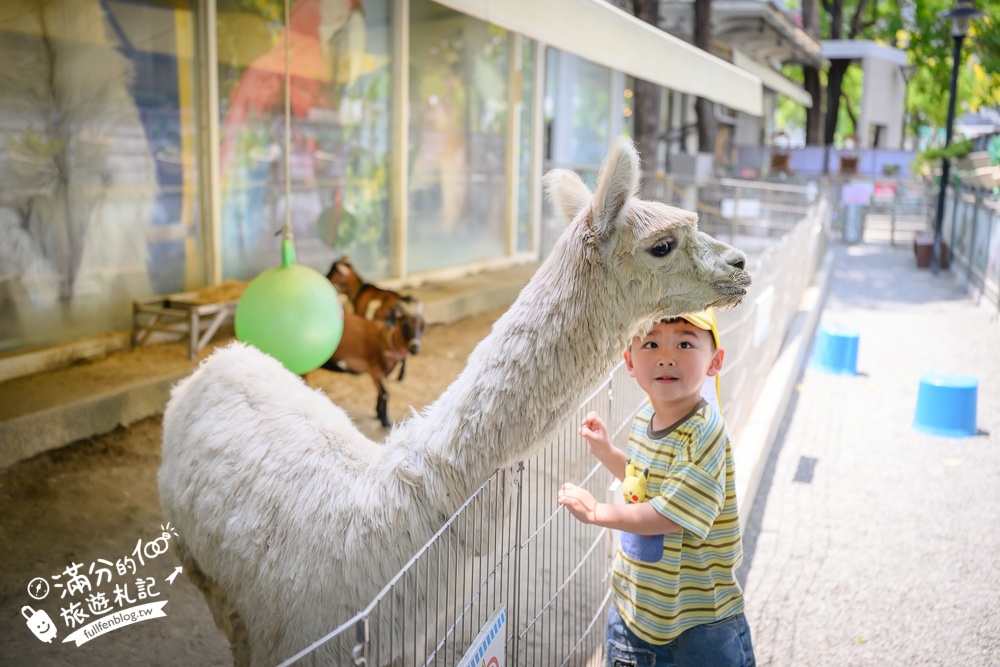 高雄【天使&惡魔寵物互動園區】全新市區裡的萌寵動物園.可以看水豚游泳.還能與鸚鵡.狐獴餵食互動!