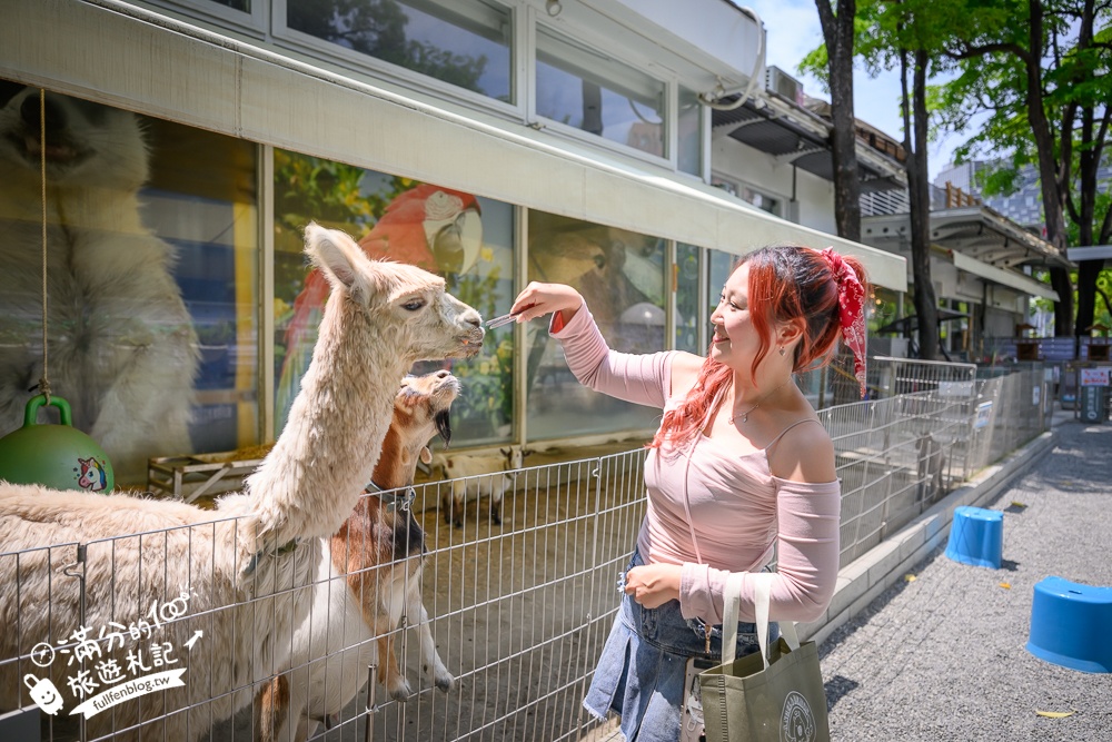 高雄【天使&惡魔寵物互動園區】全新市區裡的萌寵動物園.可以看水豚游泳.還能與鸚鵡.狐獴餵食互動!