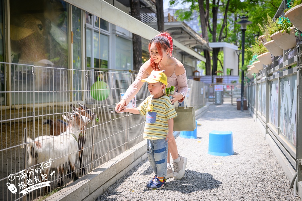 高雄【天使&惡魔寵物互動園區】全新市區裡的萌寵動物園.可以看水豚游泳.還能與鸚鵡.狐獴餵食互動!