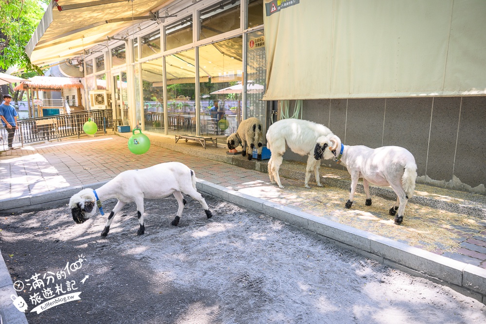 高雄【天使&惡魔寵物互動園區】全新市區裡的萌寵動物園.可以看水豚游泳.還能與鸚鵡.狐獴餵食互動!