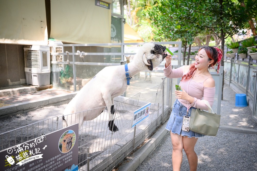 高雄【天使&惡魔寵物互動園區】全新市區裡的萌寵動物園.可以看水豚游泳.還能與鸚鵡.狐獴餵食互動!