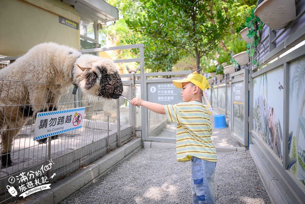 高雄【天使&惡魔寵物互動園區】全新市區裡的萌寵動物園.可以看水豚游泳.還能與鸚鵡.狐獴餵食互動!