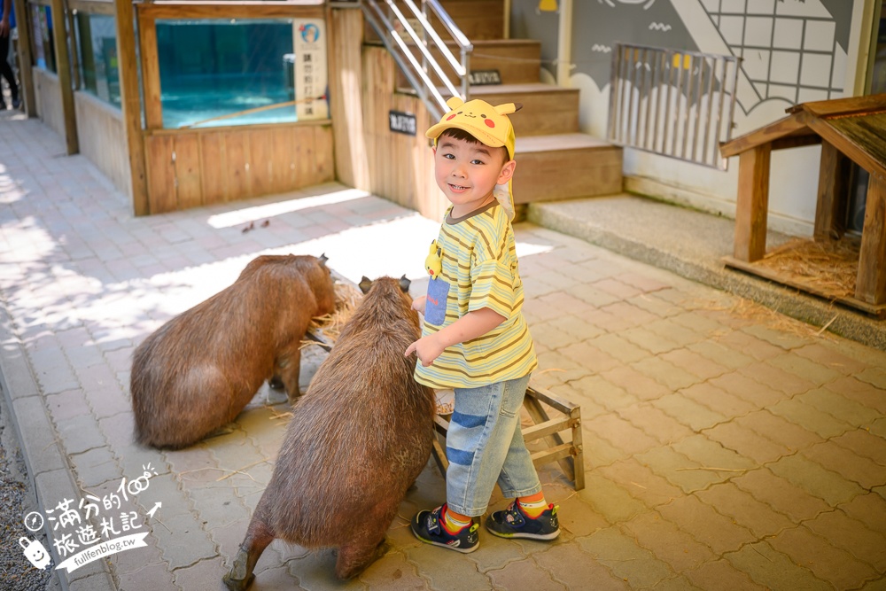 高雄【天使&惡魔寵物互動園區】全新市區裡的萌寵動物園.可以看水豚游泳.還能與鸚鵡.狐獴餵食互動!