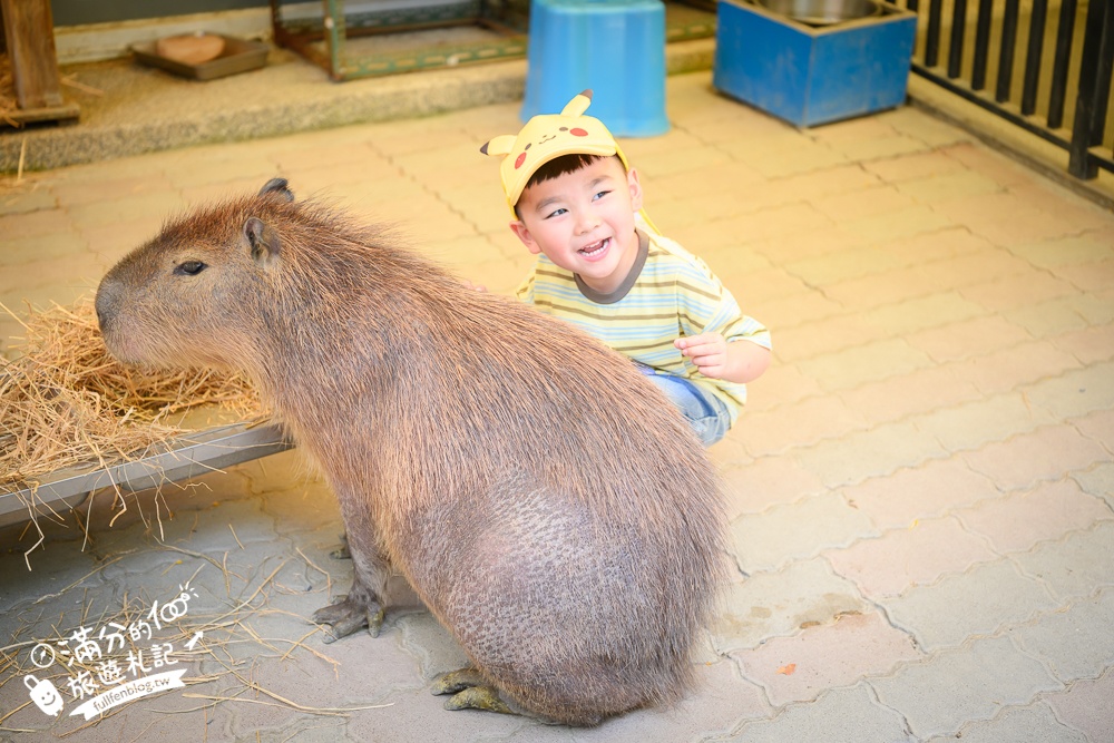高雄【天使&惡魔寵物互動園區】全新市區裡的萌寵動物園.可以看水豚游泳.還能與鸚鵡.狐獴餵食互動!