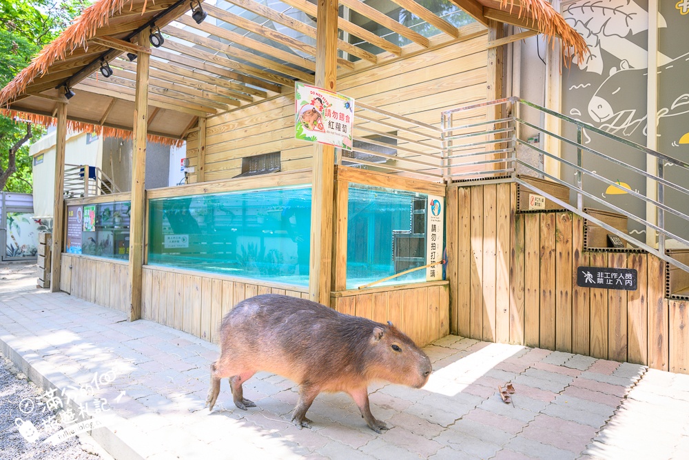 高雄【天使&惡魔寵物互動園區】全新市區裡的萌寵動物園.可以看水豚游泳.還能與鸚鵡.狐獴餵食互動!