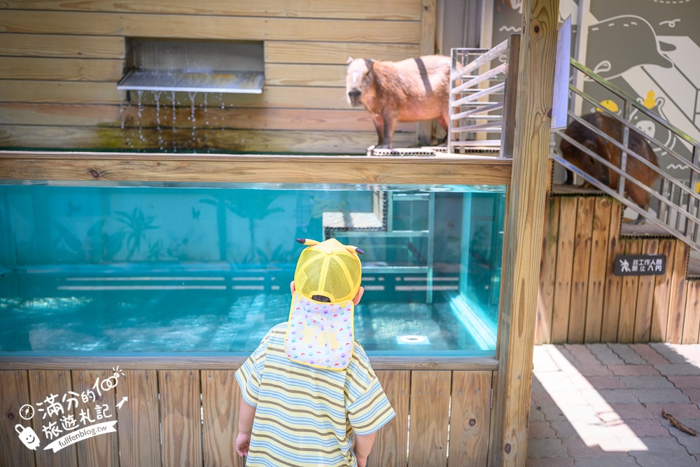 高雄【天使&惡魔寵物互動園區】全新市區裡的萌寵動物園.可以看水豚游泳.還能與鸚鵡.狐獴餵食互動!