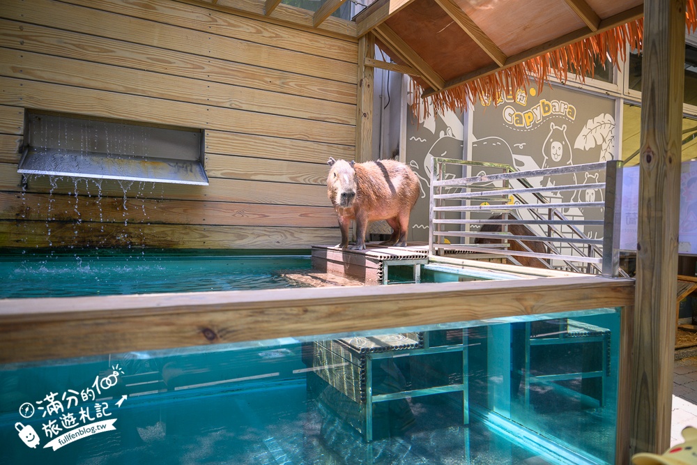 高雄【天使&惡魔寵物互動園區】全新市區裡的萌寵動物園.可以看水豚游泳.還能與鸚鵡.狐獴餵食互動!