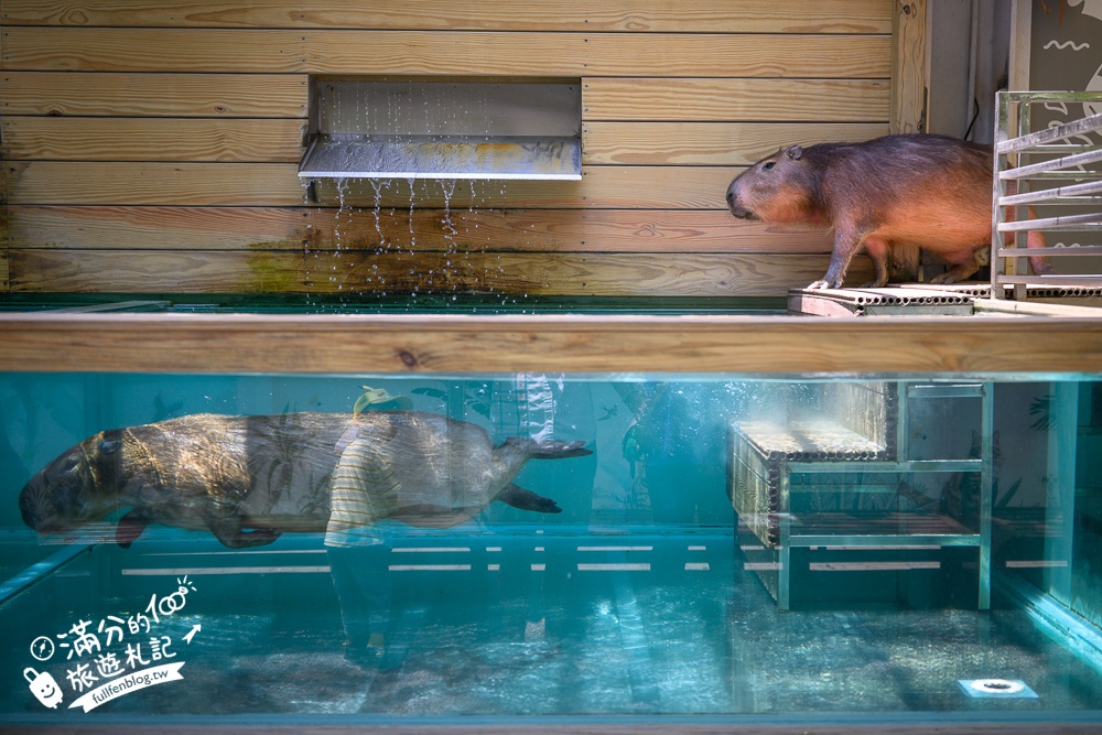 高雄【天使&惡魔寵物互動園區】全新市區裡的萌寵動物園.可以看水豚游泳.還能與鸚鵡.狐獴餵食互動!