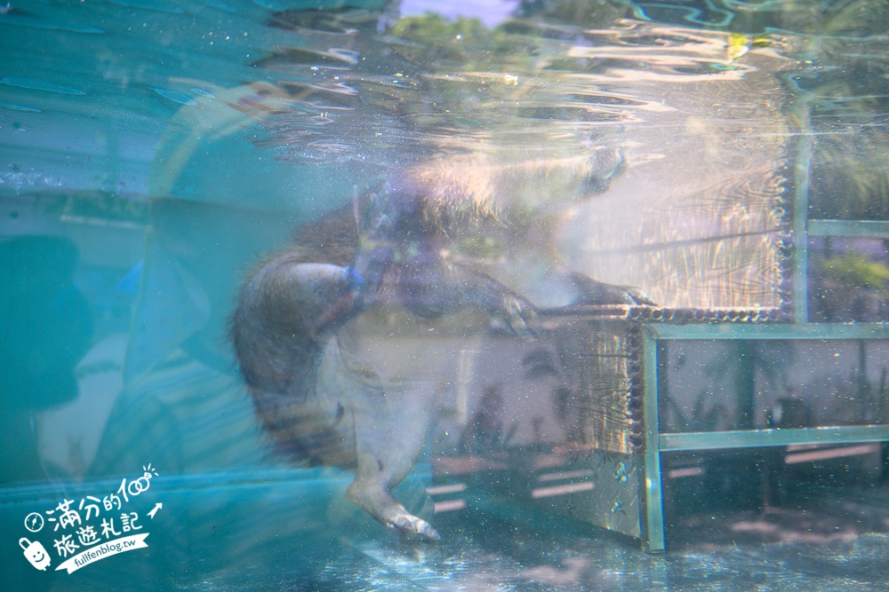 高雄【天使&惡魔寵物互動園區】全新市區裡的萌寵動物園.可以看水豚游泳.還能與鸚鵡.狐獴餵食互動!