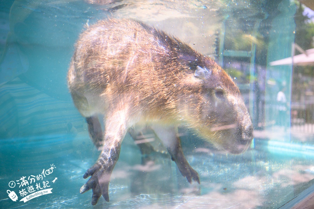 高雄【天使&惡魔寵物互動園區】全新市區裡的萌寵動物園.可以看水豚游泳.還能與鸚鵡.狐獴餵食互動!