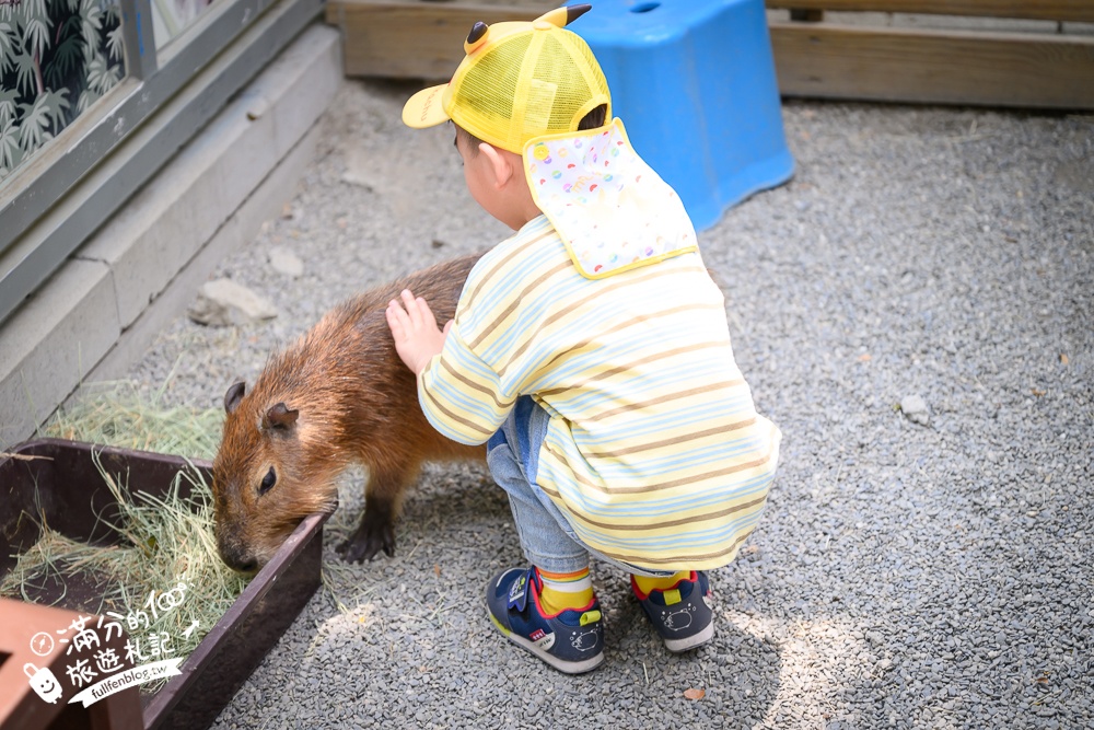 高雄【天使&惡魔寵物互動園區】全新市區裡的萌寵動物園.可以看水豚游泳.還能與鸚鵡.狐獴餵食互動!