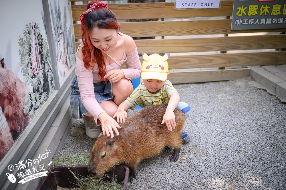高雄【天使&惡魔寵物互動園區】全新市區裡的萌寵動物園.可以看水豚游泳.還能與鸚鵡.狐獴餵食互動!