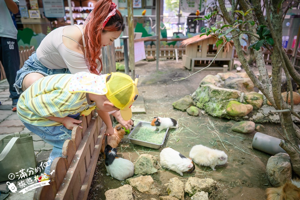 高雄【天使&惡魔寵物互動園區】全新市區裡的萌寵動物園.可以看水豚游泳.還能與鸚鵡.狐獴餵食互動!
