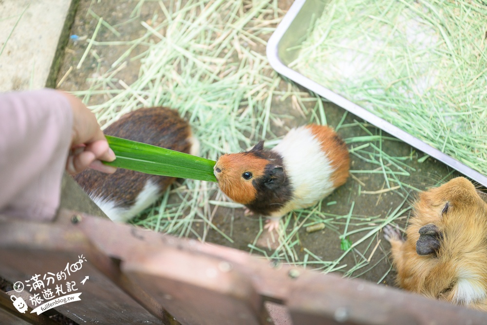 高雄【天使&惡魔寵物互動園區】全新市區裡的萌寵動物園.可以看水豚游泳.還能與鸚鵡.狐獴餵食互動!