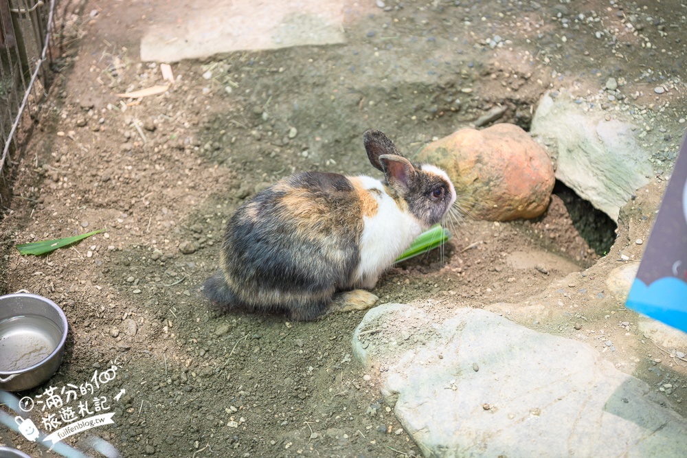 高雄【天使&惡魔寵物互動園區】全新市區裡的萌寵動物園.可以看水豚游泳.還能與鸚鵡.狐獴餵食互動!