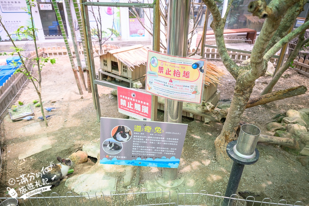 高雄【天使&惡魔寵物互動園區】全新市區裡的萌寵動物園.可以看水豚游泳.還能與鸚鵡.狐獴餵食互動!