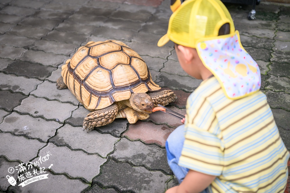 高雄【天使&惡魔寵物互動園區】全新市區裡的萌寵動物園.可以看水豚游泳.還能與鸚鵡.狐獴餵食互動!