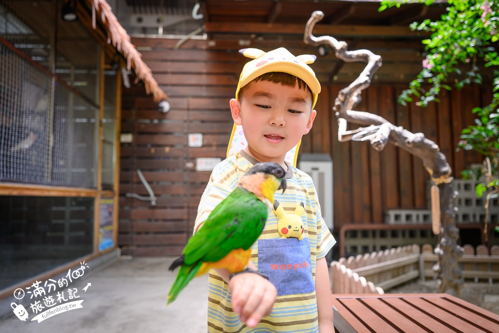 高雄【天使&惡魔寵物互動園區】全新市區裡的萌寵動物園.可以看水豚游泳.還能與鸚鵡.狐獴餵食互動!
