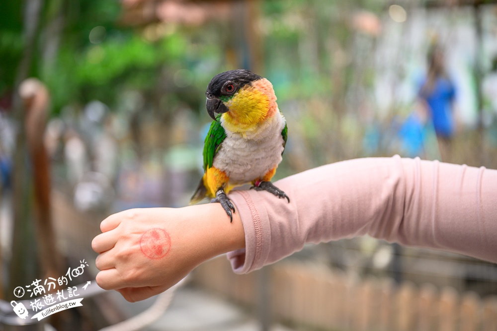 高雄【天使&惡魔寵物互動園區】全新市區裡的萌寵動物園.可以看水豚游泳.還能與鸚鵡.狐獴餵食互動!